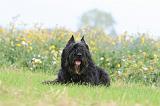 BOUVIER DES FLANDRES 393
